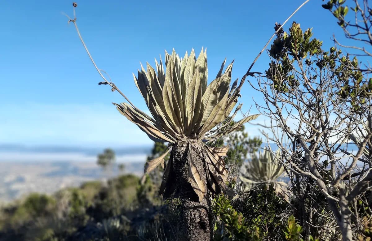 Senderismo + Meditación en Las Moyas